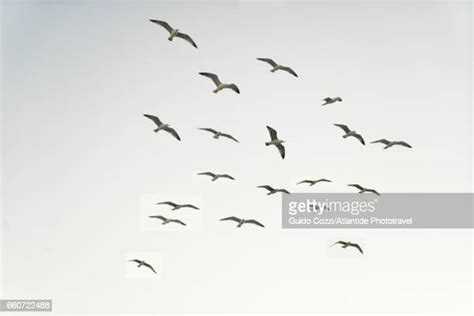 鳥的種類照片|1,593,548 鳥類 Stock Photos, High